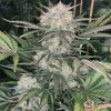 Bubble Gum Feminised — изображение 2