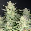 Cafe Racer Feminised — изображение 2