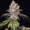 Chemdawg Feminised — изображение 2