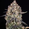 Chemdawg Feminised