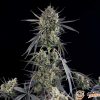 Chu Berry Auto Feminised — изображение 2