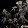 Chu Berry Auto Feminised