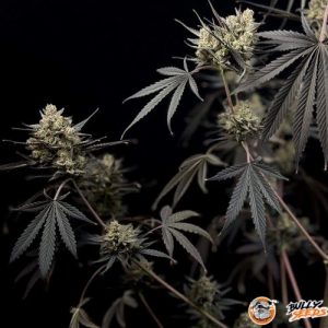 Chu Berry Auto Feminised