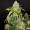 Colombian Gold Auto Feminised — изображение 2