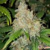 Colombian Gold Auto Feminised