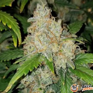 Colombian Gold Auto Feminised