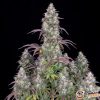 Cookies Kush Auto Feminised — изображение 2