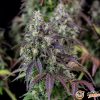 Cookies Kush Auto Feminised
