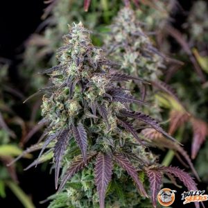 Cookies Kush Auto Feminised