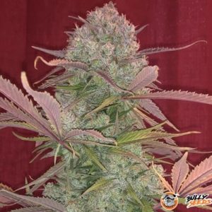 Cream 47 Feminised