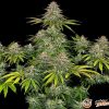 Critical Kush Auto Feminised — изображение 2