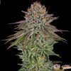 Critical Kush Auto Feminised