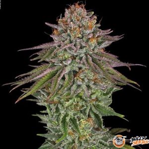 Critical Kush Auto Feminised