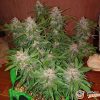 Crystal Meth Auto Feminised — изображение 2