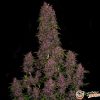 Crystal Meth Auto Feminised