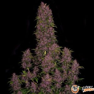 Crystal Meth Auto Feminised