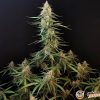 Diesel Auto Feminised