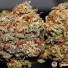 Divine Indica Feminised