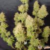 Divine Indica Feminised — изображение 2