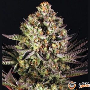 Dos Si Dos 33 Auto Feminised