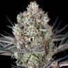 Dos Si Dos 33 Auto Feminised — изображение 2