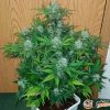 Dr. Grinspoon Auto Feminised — изображение 2