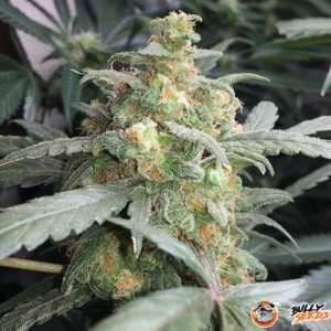 Dr. Grinspoon Auto Feminised