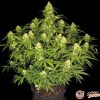 Euforia Auto Feminised — изображение 2