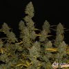 Fast Bud Auto Feminised — изображение 2