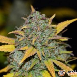 Fast Bud Auto Feminised