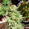 G13 Haze Feminised