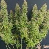 G13 Haze Feminised — изображение 2