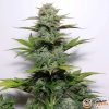 G14 Feminised
