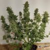G14 Feminised — изображение 2