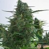 Gagarin Auto Feminised — изображение 2