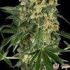 Gagarin Fast Auto Feminised