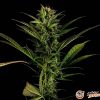 Gelato Auto Feminised