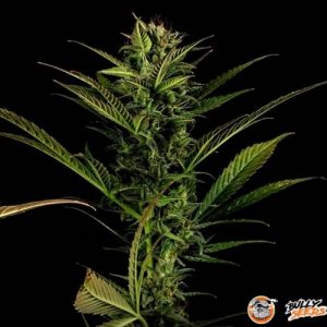 Gelato Auto Feminised
