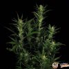 Gelato Auto Feminised — изображение 2