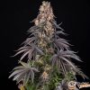 Girl Scout Cookies Auto Feminised — изображение 2