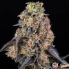 Girl Scout Cookies Auto Feminised