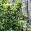 Godfather Og Feminised — изображение 2