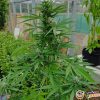 Godfather Og Feminised