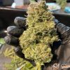 Gorilla Cookies Feminised — изображение 2