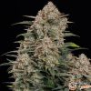 Gorilla Cookies Feminised