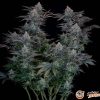 Gorilla Glue Auto Feminised — изображение 2
