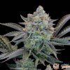 Gorilla Glue Auto Feminised