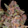 Gorilla Zkittlez Auto Feminised