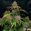 Gorilla Zkittlez Auto Feminised — изображение 2