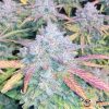 Granddaddy Purple Feminised